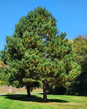 Pitch loblolly pine for sale  Center