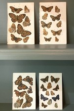 Original antique bookplates for sale Original antique bookplates for sale  WELWYN