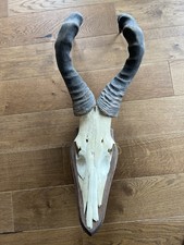 Antilope trophäe afrika gebraucht kaufen  Merzhausen