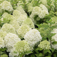 Hydrangea paniculata limelight for sale  HORSHAM
