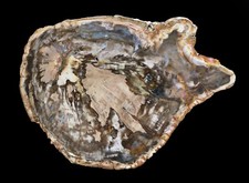 Jaw dropping madagascar for sale  Sammamish