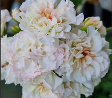 Pelargonie geranie yuv gebraucht kaufen  Salzgitter