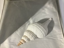 Horse conch seashell for sale  De Soto