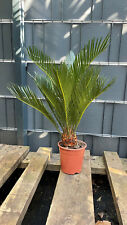 Cycas revoluta japanischer gebraucht kaufen  Springe
