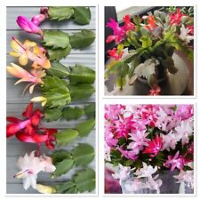 Mixed christmas cactus for sale  GLOUCESTER