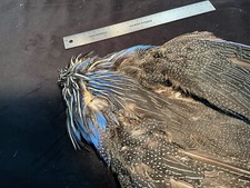 Vulturine guinea fowl for sale  Oakville