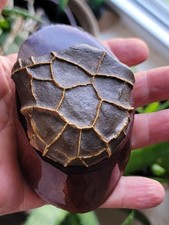 Septarian nodule turtle for sale  Vermilion