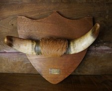 Mounted bull cow for sale  ARMAGH
