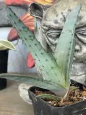 Aloe marlothii rare for sale  Phoenix