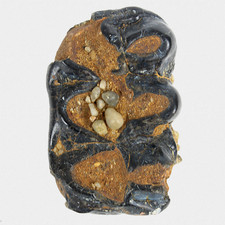 Fossil backenzahn molar gebraucht kaufen  Lorsch
