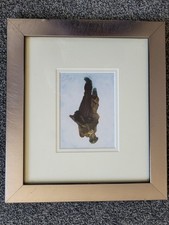 Alexander millar rare for sale  WESTBURY