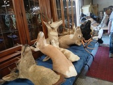 Mounts horns. incredible for sale  Spokane