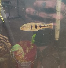 Orinco peacock bass for sale  Big Spring