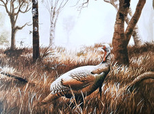 Wild turkey woodland. for sale  NELSON