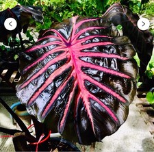 Black lava colocasia for sale  Mobile