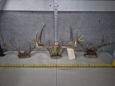 Pack medium whitetail for sale  Valley City