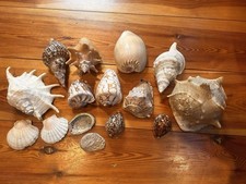 Sammlung großer meeresmuschel gebraucht kaufen  Bestensee