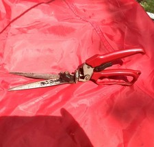 Red grass shrub for sale  Millbrook