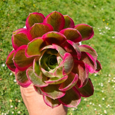 Aeonium chanel garnet for sale  DARTFORD