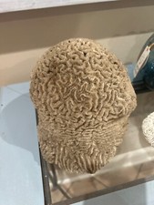 brain coral for sale brain coral for sale Chesapeake