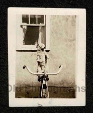 TIPPIE O CÃO INTELIGENTE BONITO POSANDO SOZINHO NA BICICLETA SENTAR FOTO ANTIGA/VINTAGE- G30 comprar usado  Enviando para Brazil