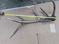 Wild deer antler for sale  STOWMARKET