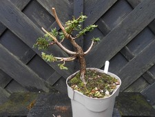 Bonsai juniper great for sale  CANNOCK