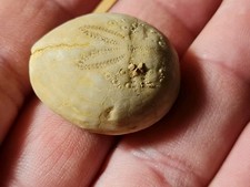 Oursin fossile eupatagus d'occasion  Sessenheim