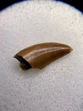 Majungasaurus dino tooth for sale  Palm Harbor