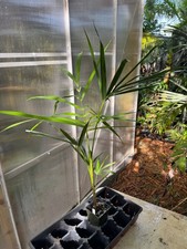 Euterpe precatoria palm for sale  Port Saint Lucie