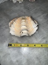 squamosa clam for sale squamosa clam for sale Marina