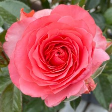 Harkness roses potted for sale  PETERBOROUGH