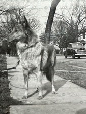 Vintage photo pet for sale  Anniston