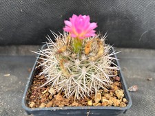 Neoporteria eriocephala glauce usato  Massafra