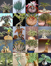 Caudex plants mix d'occasion  Expédié en Belgium