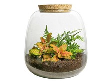 Planten terrarium emma gebraucht kaufen  Mettingen