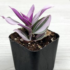 Succulent live plant for sale  San Jose