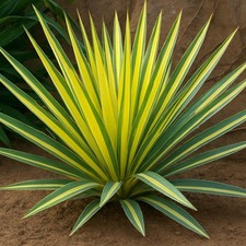 Easy grow yucca for sale  San Marcos