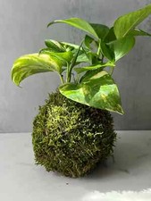 Golden pothos kokedama for sale  Morris Plains