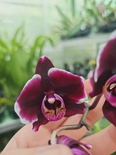 Phalaenopsis miki kuroshio for sale  SHREWSBURY