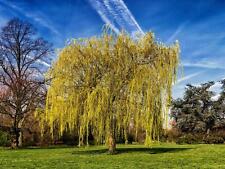 Salix chrysocoma weeping for sale  KING'S LYNN