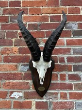 Nice real iberian for sale Nice real iberian for sale  UK