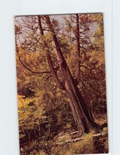 Postcard arbor vitae for sale  Almond