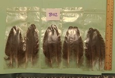 Pair peacock wing for sale  Goodyear