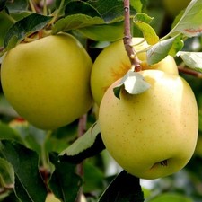Pommier golden delicious d'occasion  Pouzauges