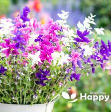 Clary sage tricolor for sale  DONCASTER