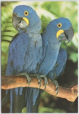 Hyacinth macaw parrots usato Hyacinth macaw parrots usato  Spedire a Italy