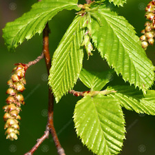 Carpinus betulus common for sale  UK