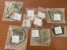 trilobites for sale trilobites for sale COBHAM