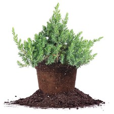 Blue pacific juniper for sale  Salt Lake City